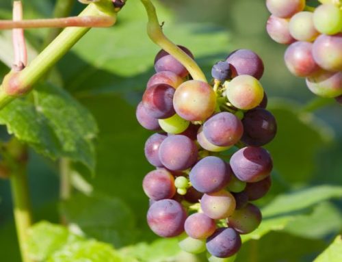 El envero en Rioja Alavesa: el secreto de nuestros vinos